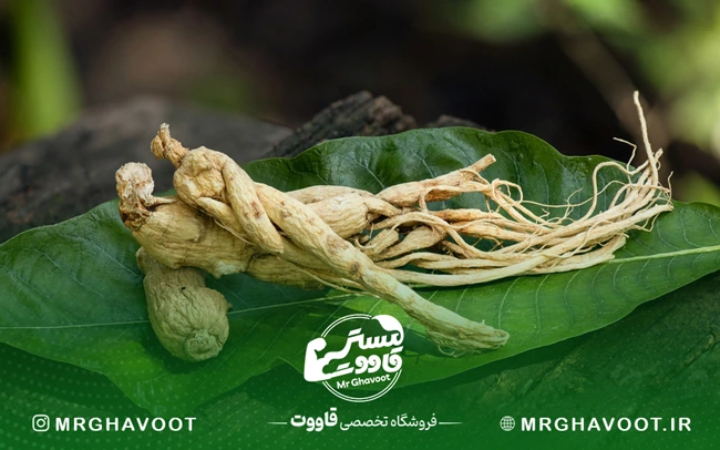 تاثیر جینسینگ بر باروری زنان