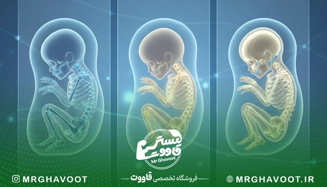 روند رشد استخوان جنین در دوران بارداری
